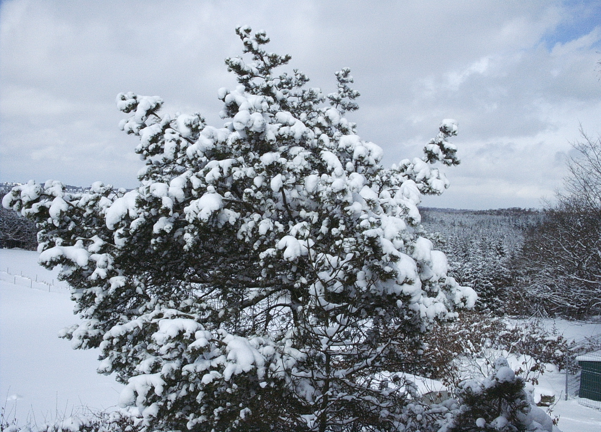 winter
