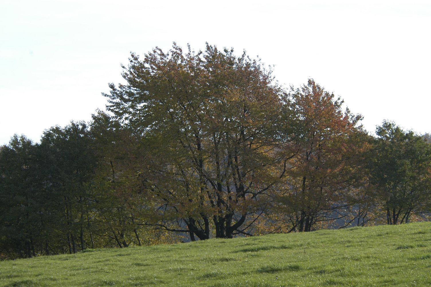 frühling